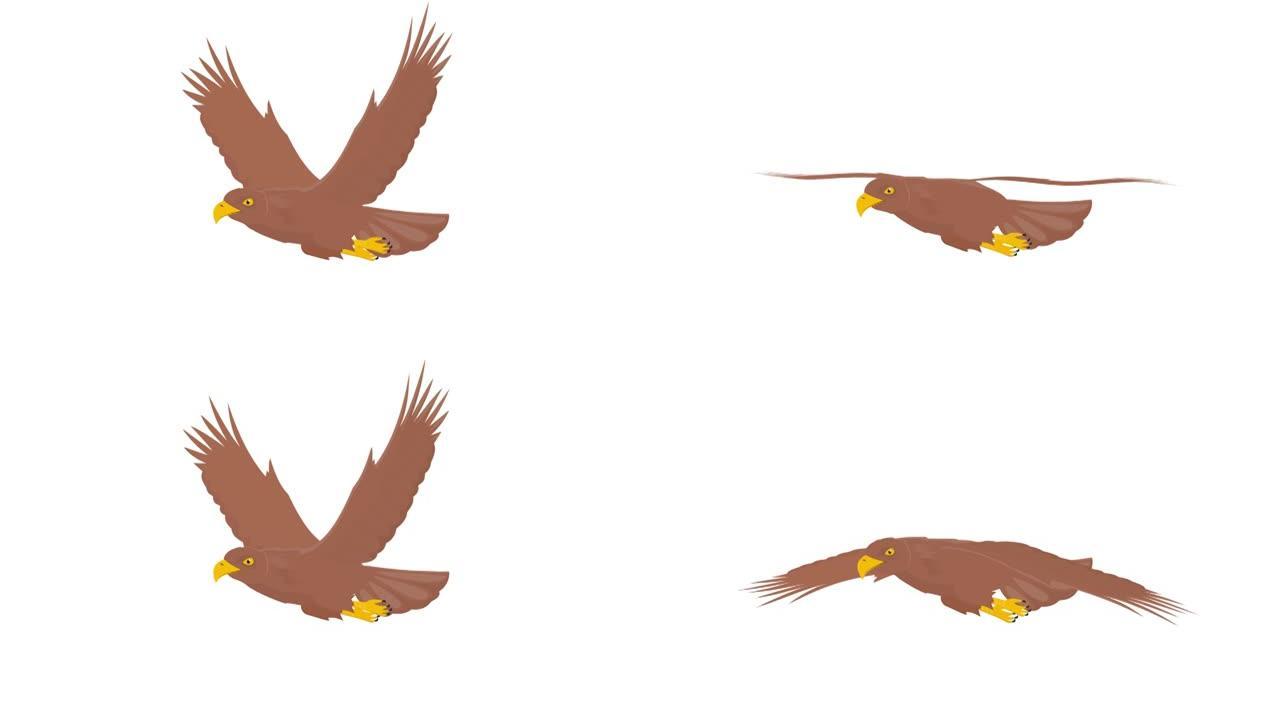 鹰。猎鹰鸟的动画。卡通