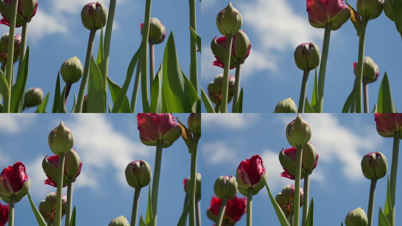 草地上美丽的红色郁金香。春天在阳光下，花蕾在蓝天下。郁金香。4K
