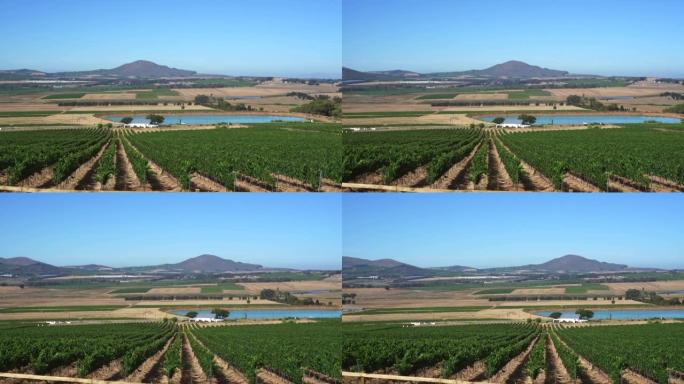 南非wineyard农场景观新世界葡萄酒