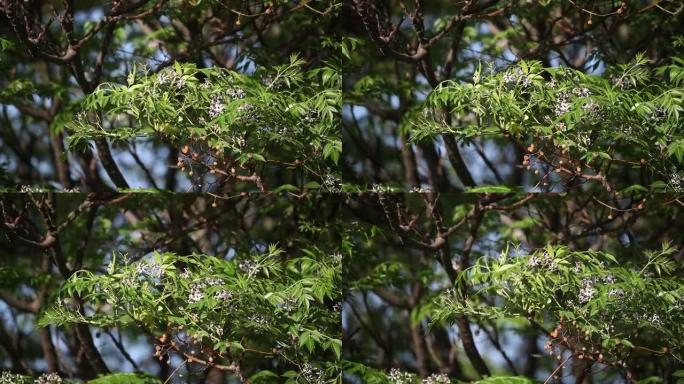 chinaberry树，白坎，达雷克，梅里亚，阿兹达拉赫和锡兰雪松。