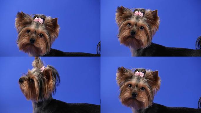 在蓝色背景下的工作室中，约克夏犬的侧视图。一只头上有粉红色松紧带的可爱宠物抬起头，然后转身看着相机。