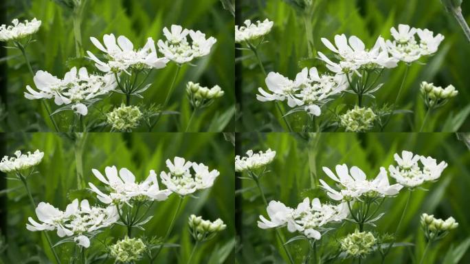 Orlaya grandiflora或白色蕾丝花或大花orlaya或Minoan蕾丝的特写