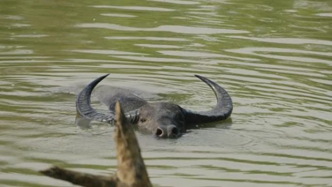 野生水牛在慢动作的水体中放松