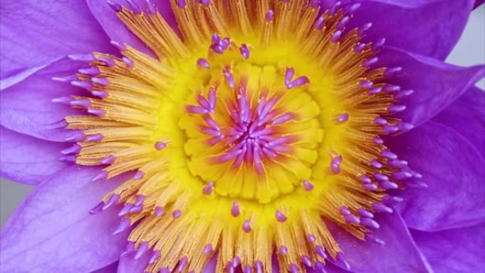 盛开的紫色睡莲花雄蕊和雌蕊的4k延时镜头，特写b卷镜头俯视图，缩小效果。