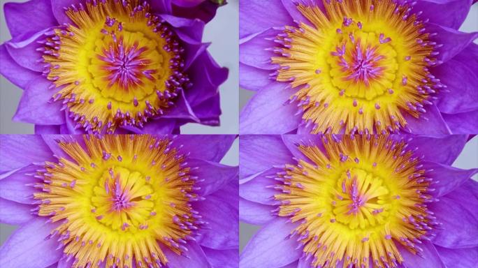 盛开的紫色睡莲花雄蕊和雌蕊的4k延时镜头，特写b卷镜头俯视图，缩小效果。