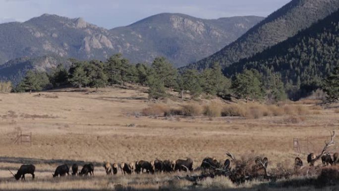 镜头-麋鹿群在科罗拉多州落基山国家公园感到疑惑