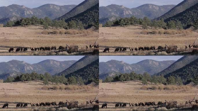 镜头-麋鹿群在科罗拉多州落基山国家公园感到疑惑