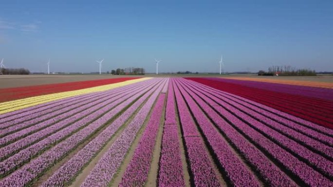 在荷兰的飞鸟中，五颜六色的花田和盛开的郁金香，空中