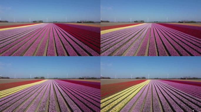 在荷兰的飞鸟中，五颜六色的花田和盛开的郁金香，空中