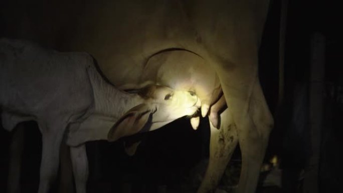 小牛在晚上吮吸母亲的乳汁
