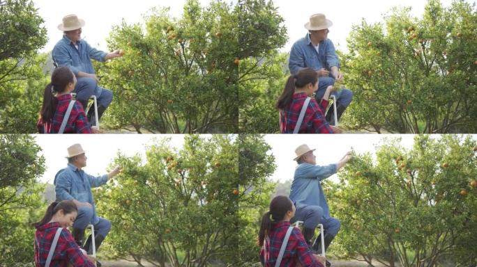 老年男性农场主与年轻女子一起检查橘子种植并准备在果园上收获成熟的橘子，这是家庭经营的概念
