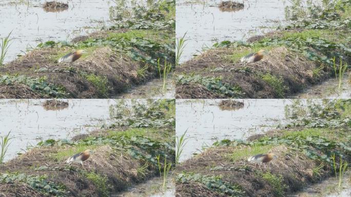 生活在湿地的爪哇池塘鹭。