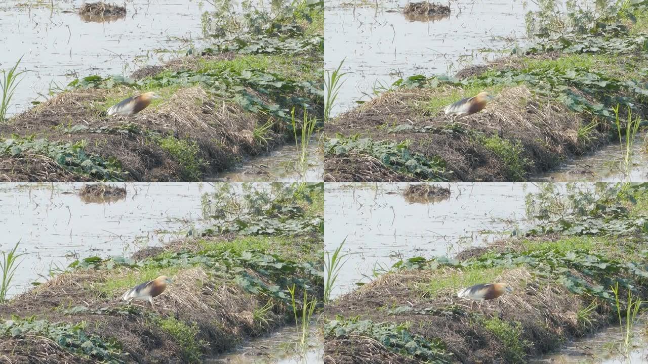 生活在湿地的爪哇池塘鹭。
