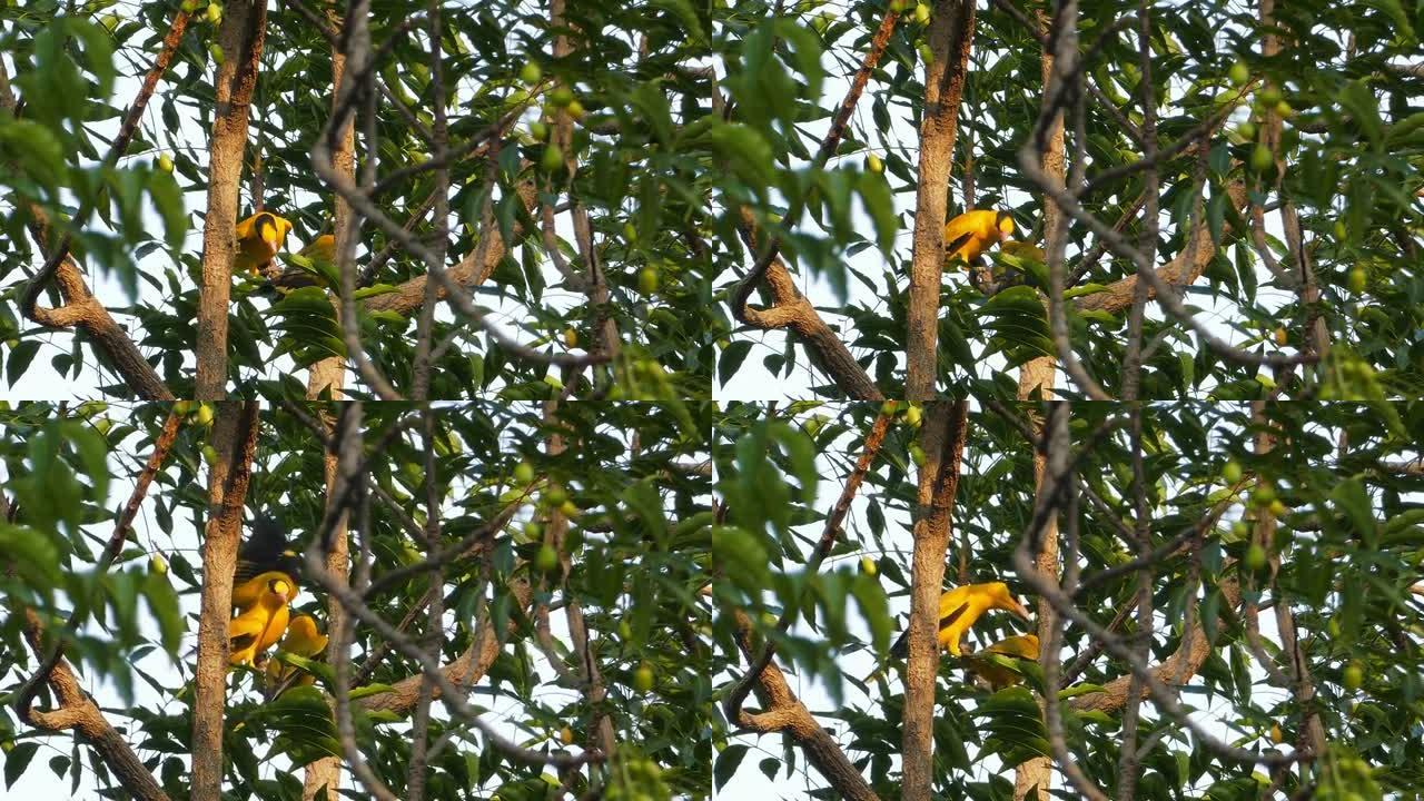 黑枕黄鹂栖息在树枝上