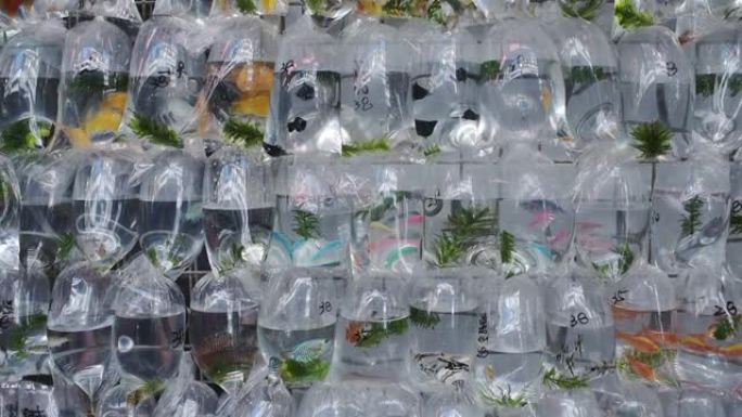 在香港一家商店的货架上展示的塑料袋中的不同种类的鱼