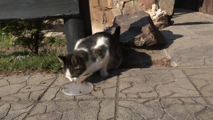 猫吃东西。猫在外面吃干粮。猫动物外食，宠物可爱家吃