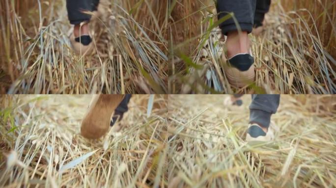 特写男孩的脚在麦田里行走，践踏了小麦