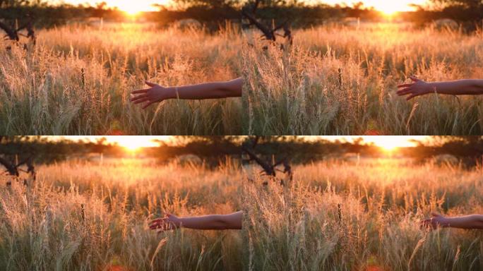 在纳米比亚卡拉哈里沙漠中，一个女人的手触摸草的特写镜头