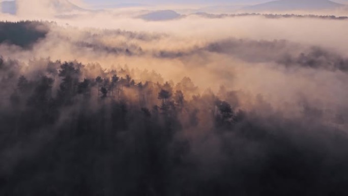 森林中迷雾的早晨的鸟瞰图