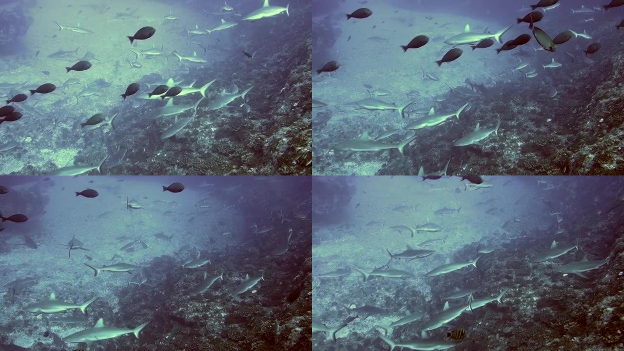 一群黑尖灰礁鲨在土阿莫土的蓝色水域水下游泳。