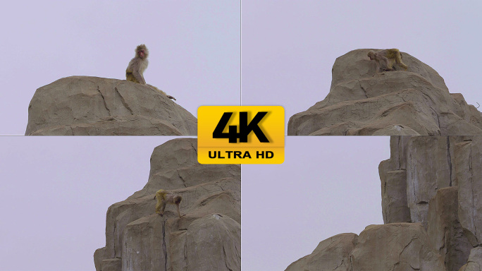 原创4k实拍山上的猴子