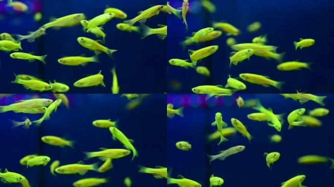 成群的浅绿色荧光小鱼在美丽的鱼的水面下快乐地游泳。