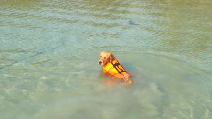 聪明的金毛猎犬海洋狗穿救生衣，在清水上游泳