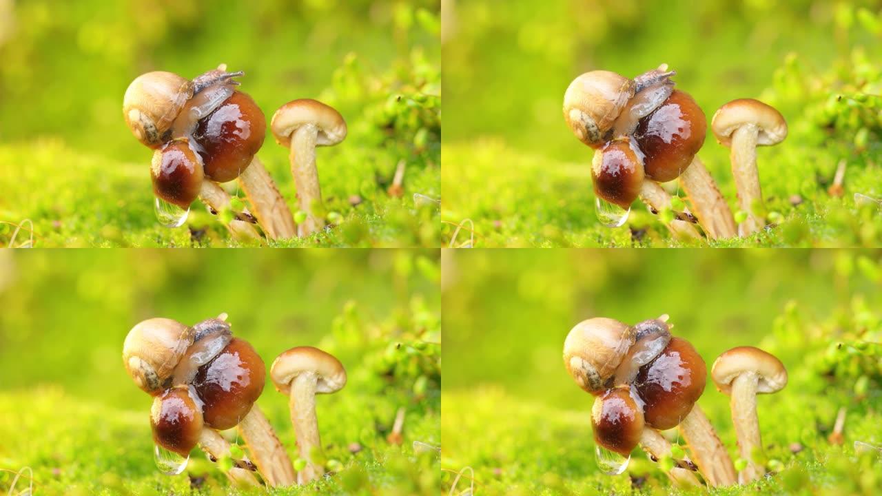 蜗牛爬到蘑菇上。
