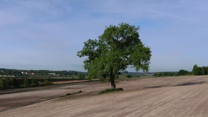 空旷的田野中的孤独树