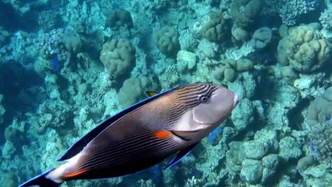 红海中的阿拉伯刺尾鱼 (Acanthurus Sohal)。