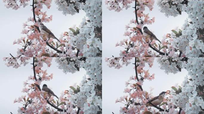樱花动物-鸟