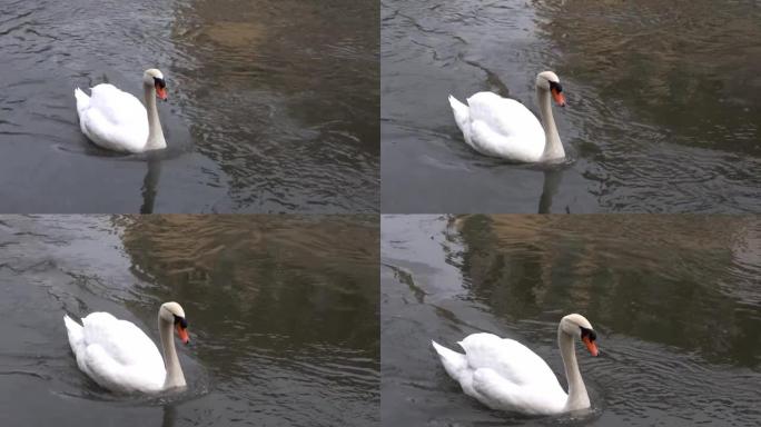 冬天，奇妙的白天鹅在河里游泳和环顾四周。优美的白天鹅享受生活并在城市公园的池塘里平静地游泳的壮丽景色