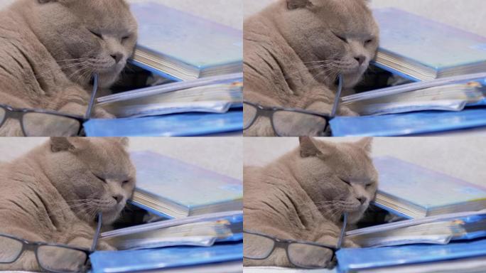 戴着眼镜的灰色英国猫躺在桌子上散落的书上。缩放