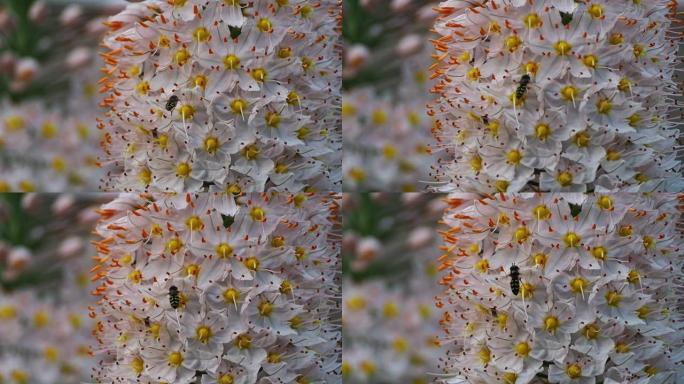 蜜蜂在花上收集花蜜。一只胡言乱语的苍蝇的特写镜头，类似于蜜蜂和黄蜂，为美丽的白色春天花朵授粉