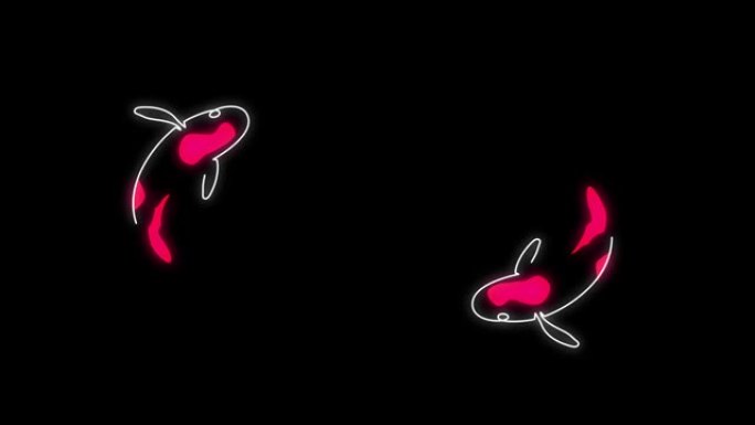 锦鲤。黑色背景上的鱼轮廓的霓虹灯动画。鲤鱼镜头