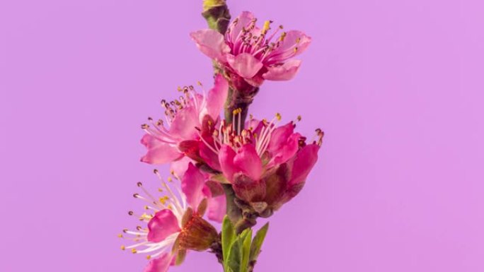 桃花以horisontal格式旋转开花延时4k视频。春天的樱桃花视频。