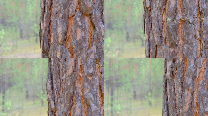针叶林的树干纹理。松树皮的紧密纹理