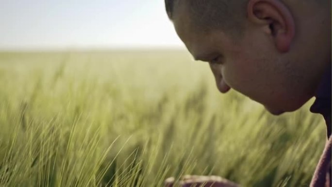 一个男人背在麦田里的观众，在日落的灯光下被尖刺的手触摸。农民手里的小麦发芽。农民走过田野检查小麦作物