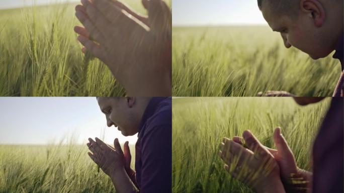 一个男人背在麦田里的观众，在日落的灯光下被尖刺的手触摸。农民手里的小麦发芽。农民走过田野检查小麦作物