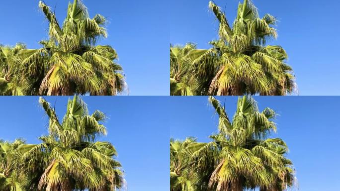 棕榈树的树枝摇曳。