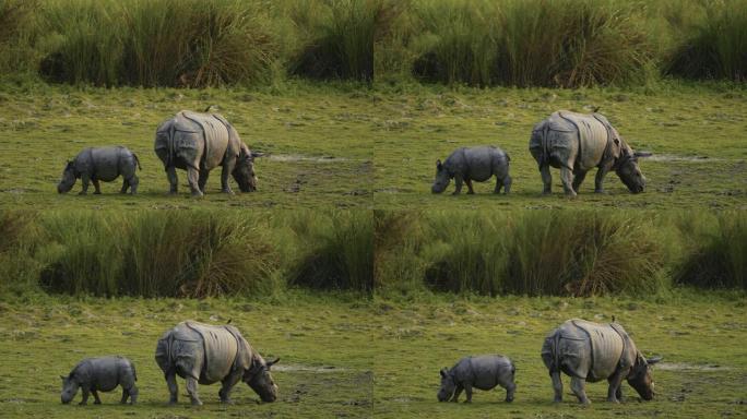 印度一角犀牛 (Rhinoceros unicornis) 和小牛以慢动作放牧或以草为食