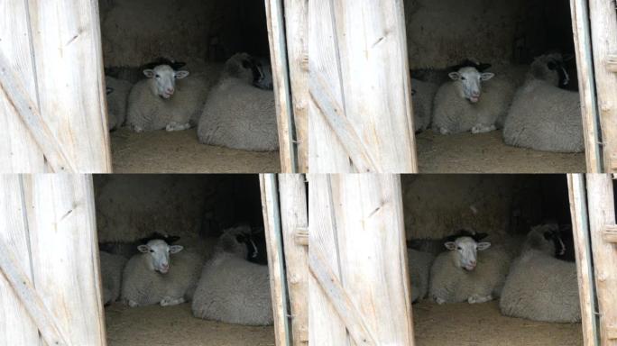 村里一个古老的围场谷仓里一小群不穿衣服的白羊。黑色和白色枪口的有趣绵羊坐着嚼干草
