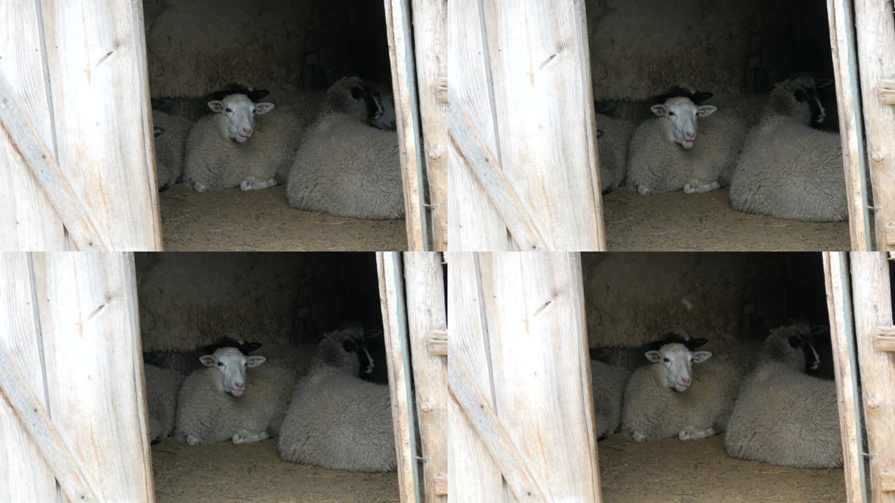 村里一个古老的围场谷仓里一小群不穿衣服的白羊。黑色和白色枪口的有趣绵羊坐着嚼干草