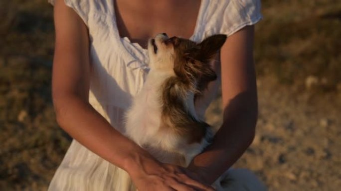 瘦瘦的美女抱着小吉娃娃狗在温暖的夏日日落中抚摸着她的爱与温柔