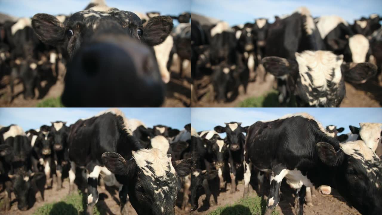 一组年轻的公牛。牧场上的黑白奶牛。夏季田地的牛群
