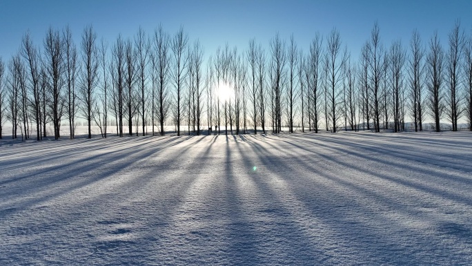 农垦农场农田间的防风林带雪景