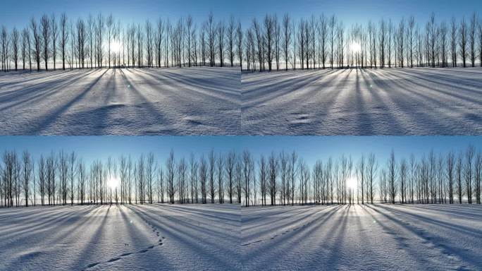 农垦农场农田间的防风林带雪景