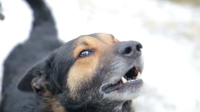 愤怒好斗的狗在冬天在雪地上露出牙齿。