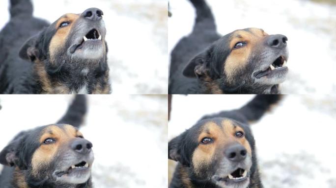 愤怒好斗的狗在冬天在雪地上露出牙齿。