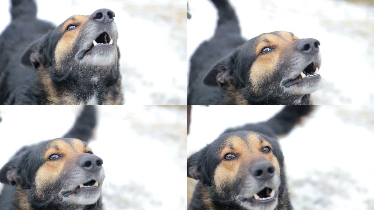 愤怒好斗的狗在冬天在雪地上露出牙齿。